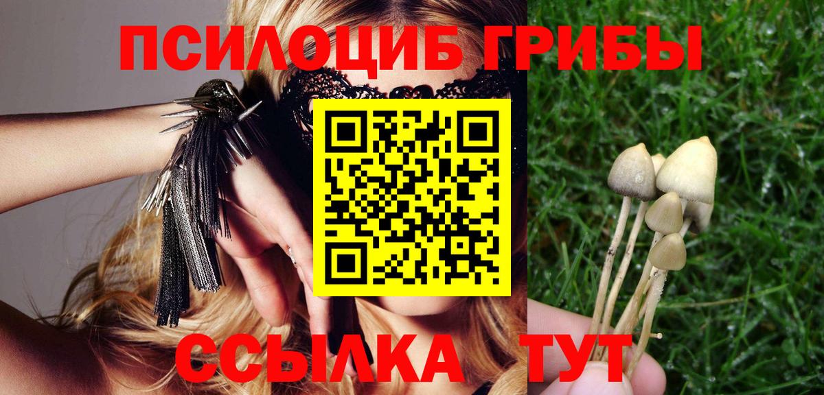 Камышин  Псилоцибиновые грибы прущие грибы  Вход с VPN 